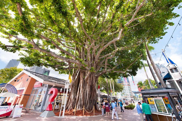 Bayside Marketplace tree.jpg