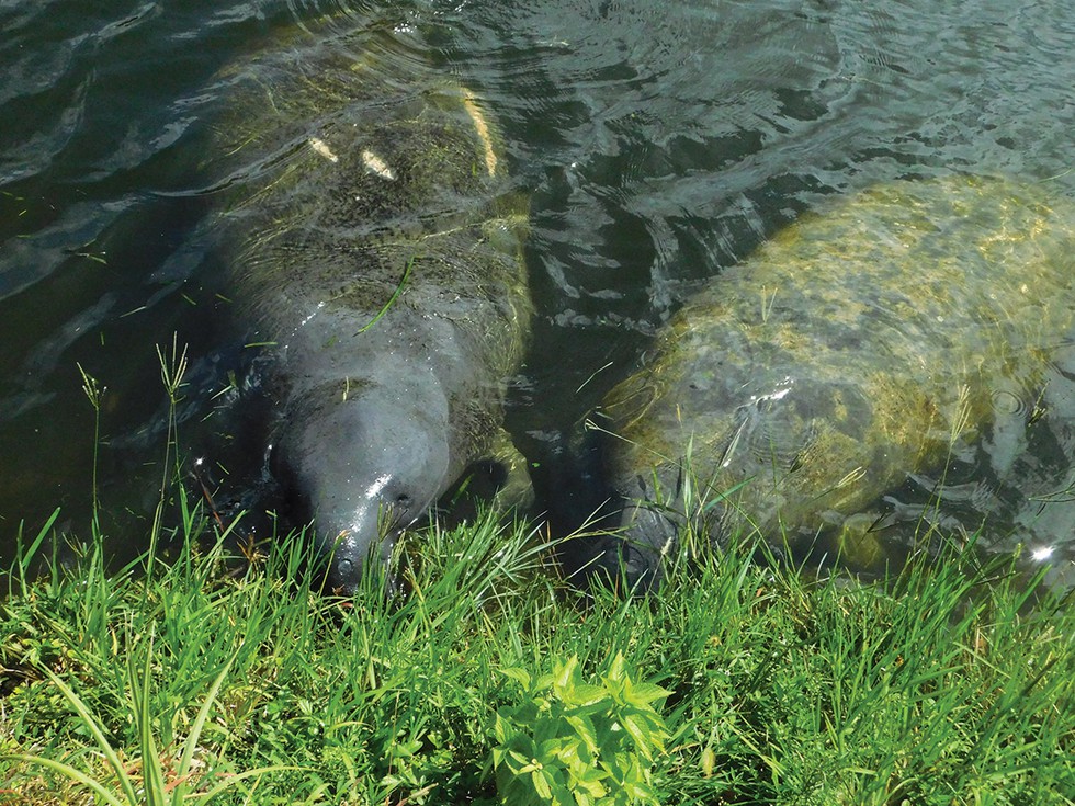 manatees-eating-grass-near-S-27-flood-control-device-in-Little-River.jpg