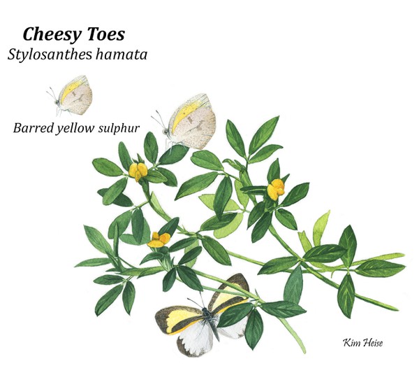 Cheesy Toes graphic - Copy.jpg