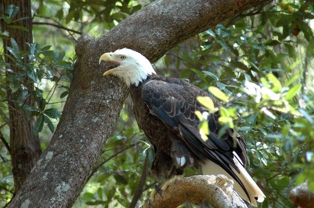 Bald-Eagle-via-FWC.jpg