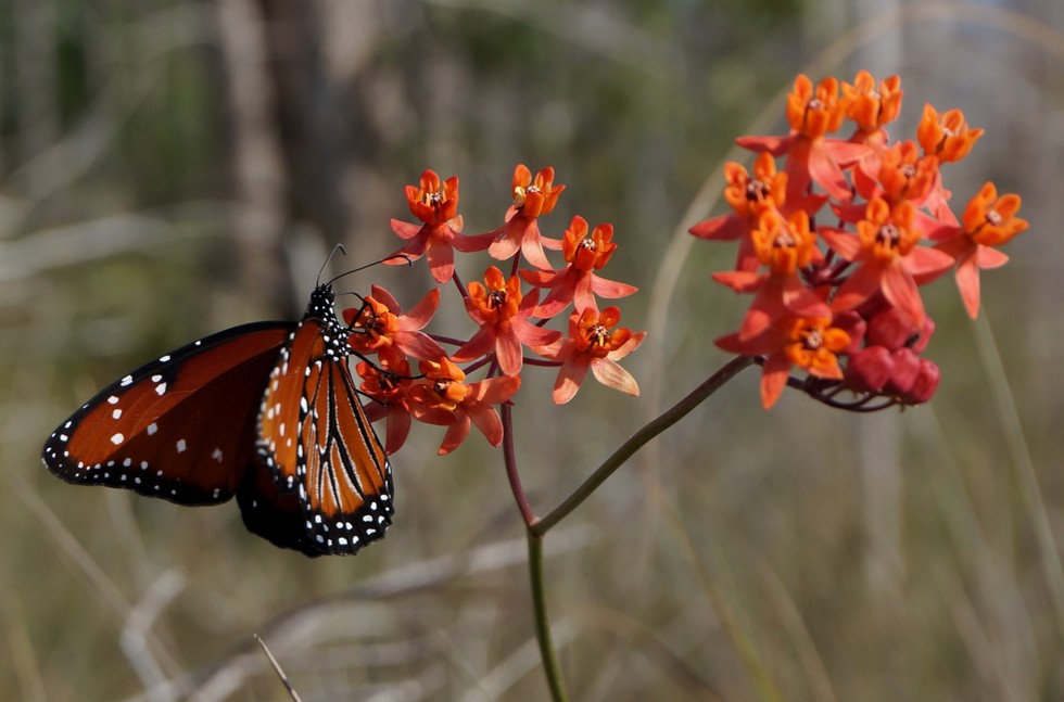 Big Cypress National Preserve Queen Butterfly on Prairie Milkweed.jpg
