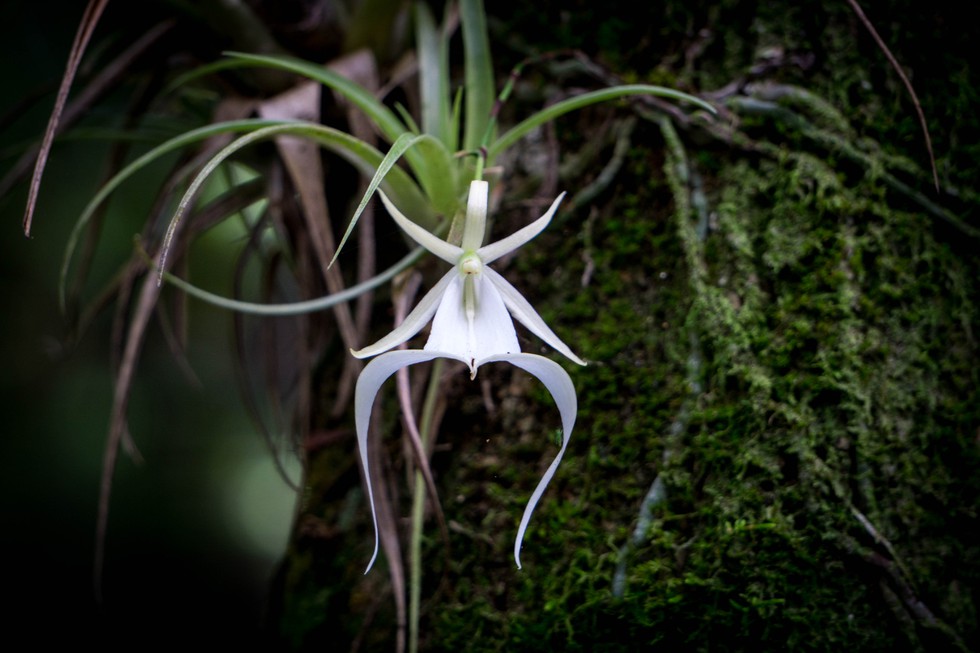 Big Cypress National Preserve Ghost Orchid.jpg