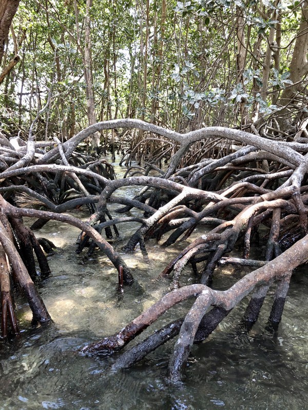 BT Mangrove roots.jpg