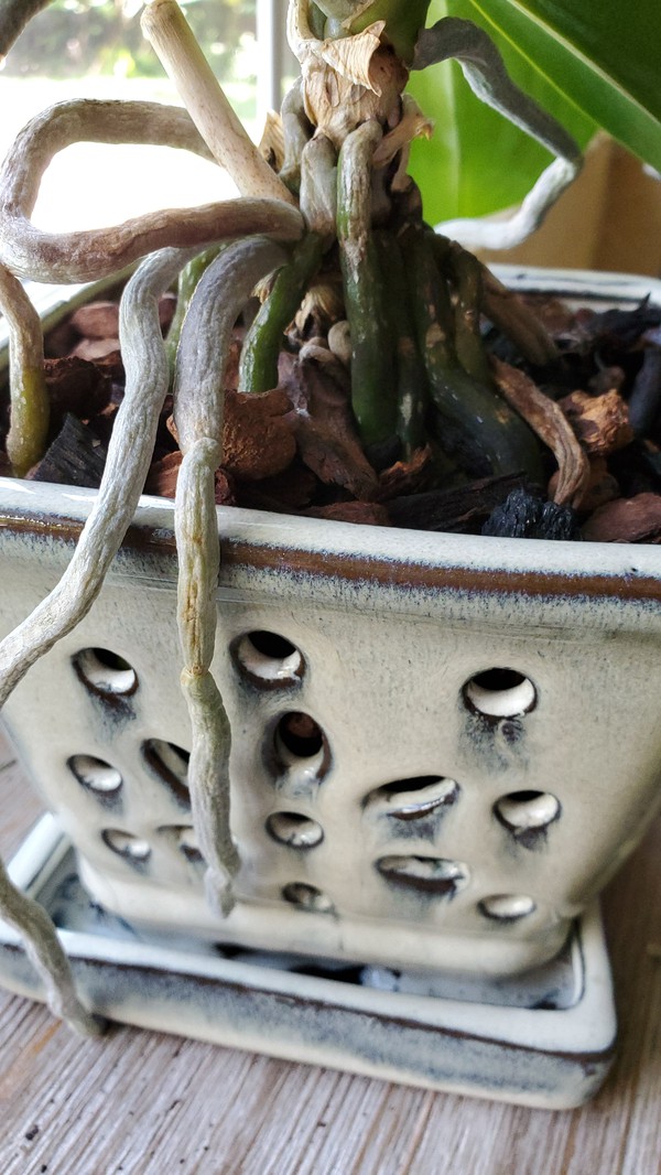 Orchid pot with holes.jpg